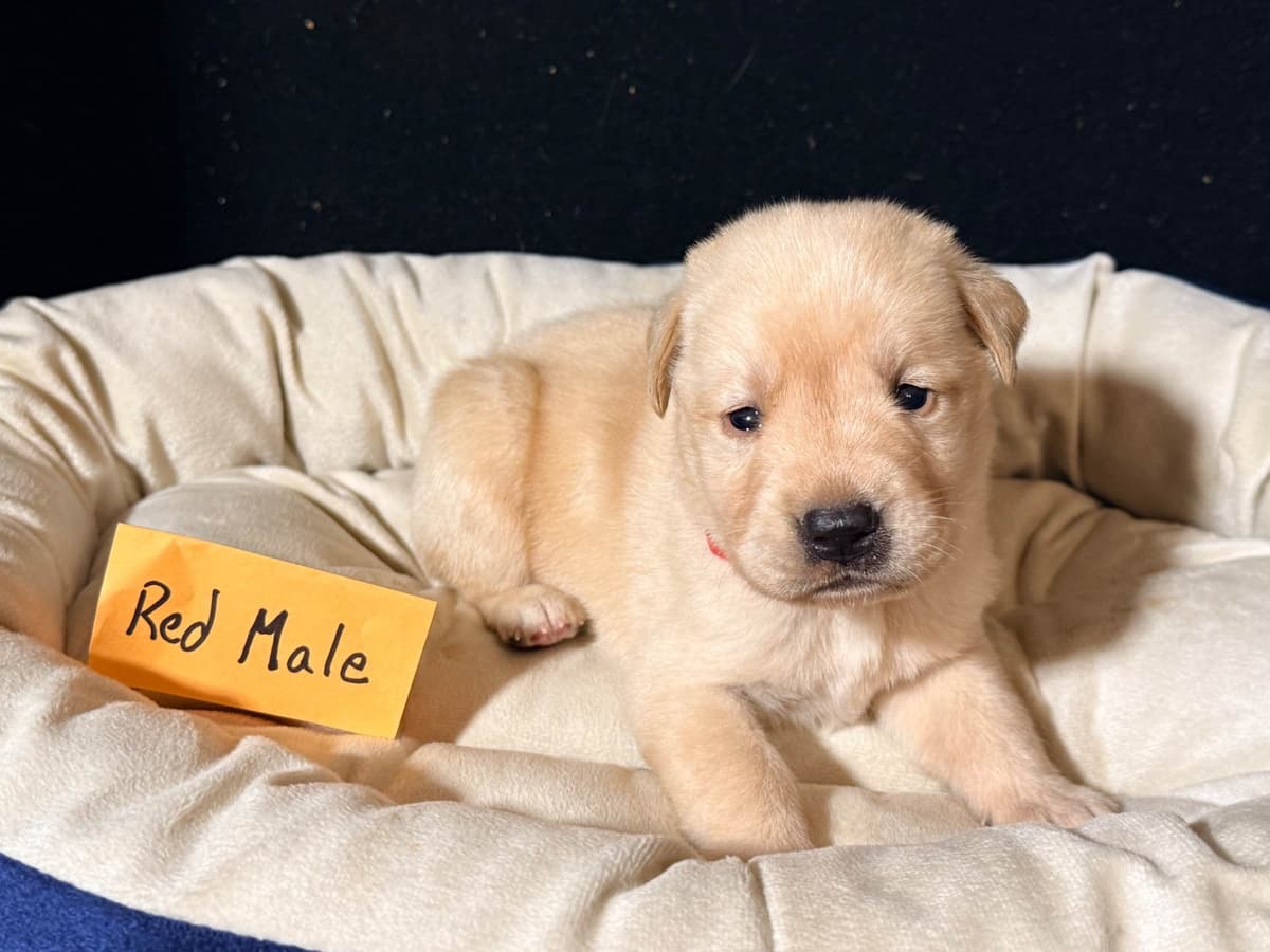 AKC English Labrador Retriever Puppies breeder image 4