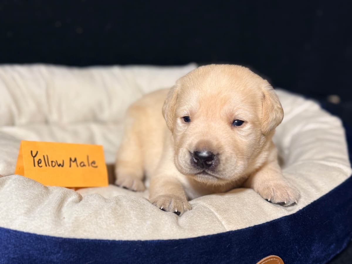 AKC English Labrador Retriever Puppies breeder image 5