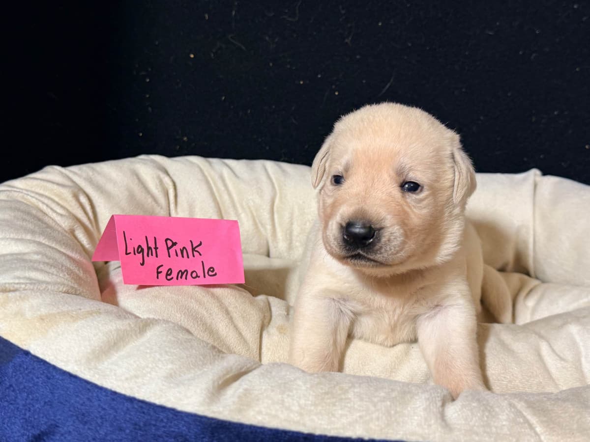 AKC English Labrador Retriever Puppies breeder image 7
