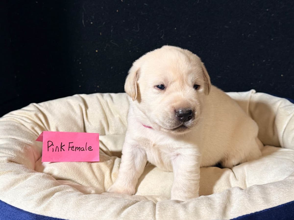AKC English Labrador Retriever Puppies breeder image 6