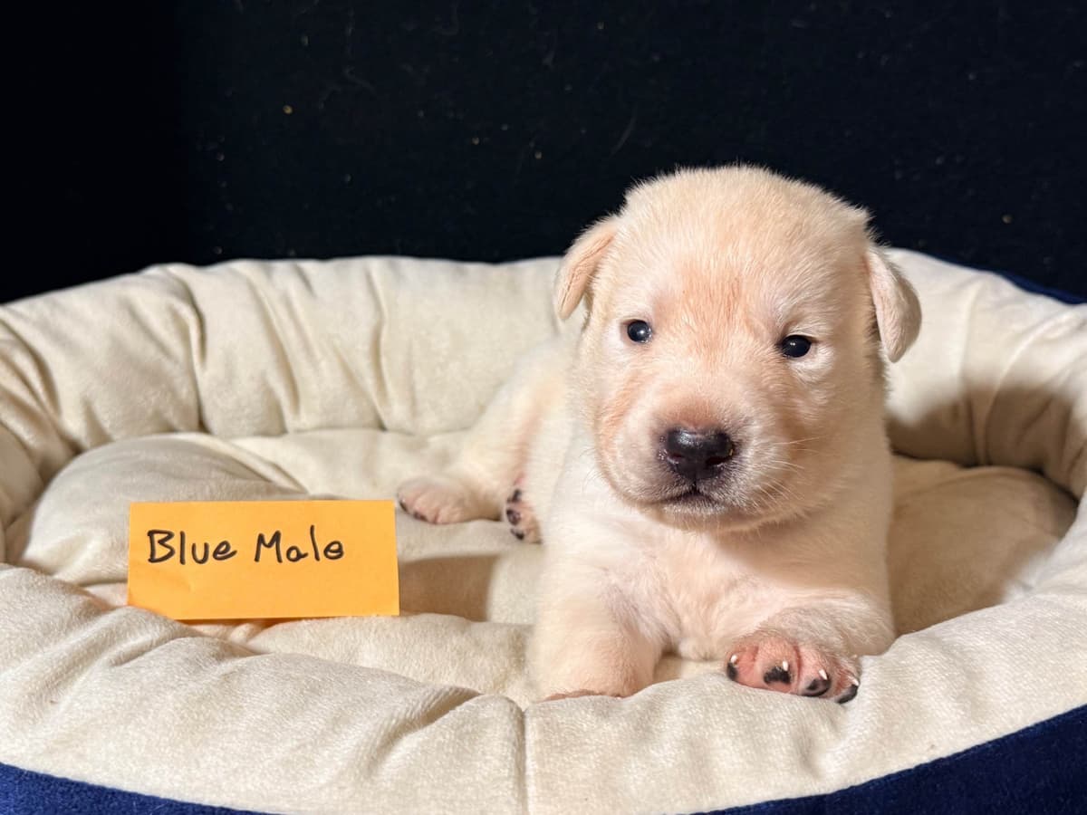 AKC English Labrador Retriever Puppies breeder image 8
