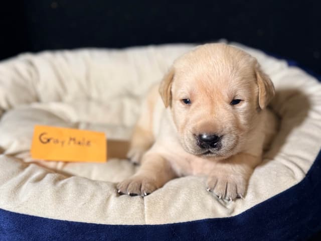 AKC English Labrador Retriever Puppies media 2