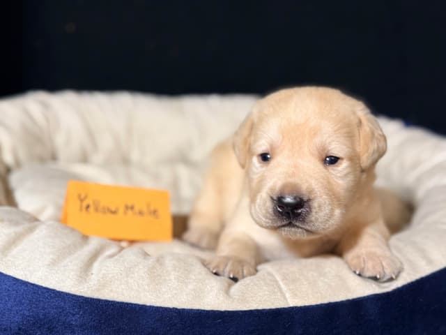 AKC English Labrador Retriever Puppies media 3