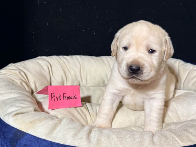 AKC English Labrador Retriever Puppies media 7