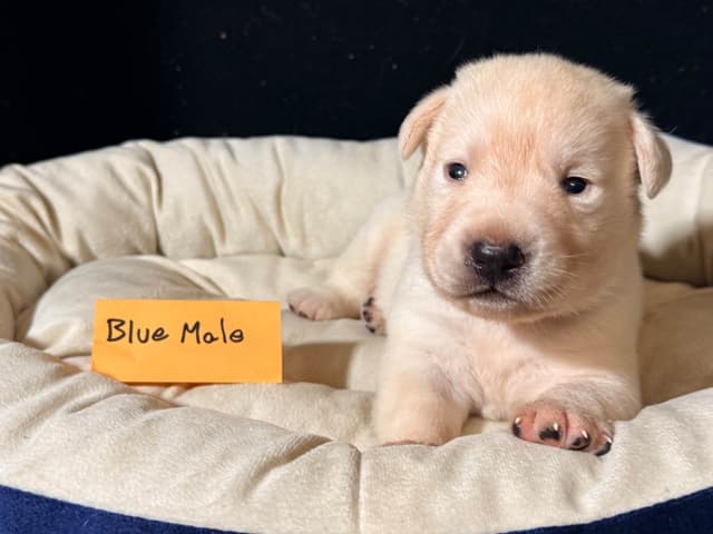 AKC English Labrador Retriever Puppies media 5