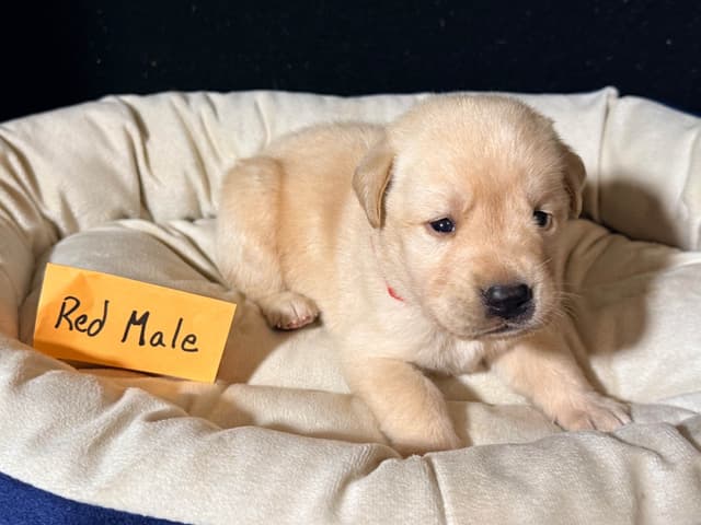 AKC English Labrador Retriever Puppies media 6