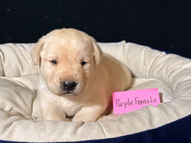 AKC English Labrador Retriever Puppies media 8