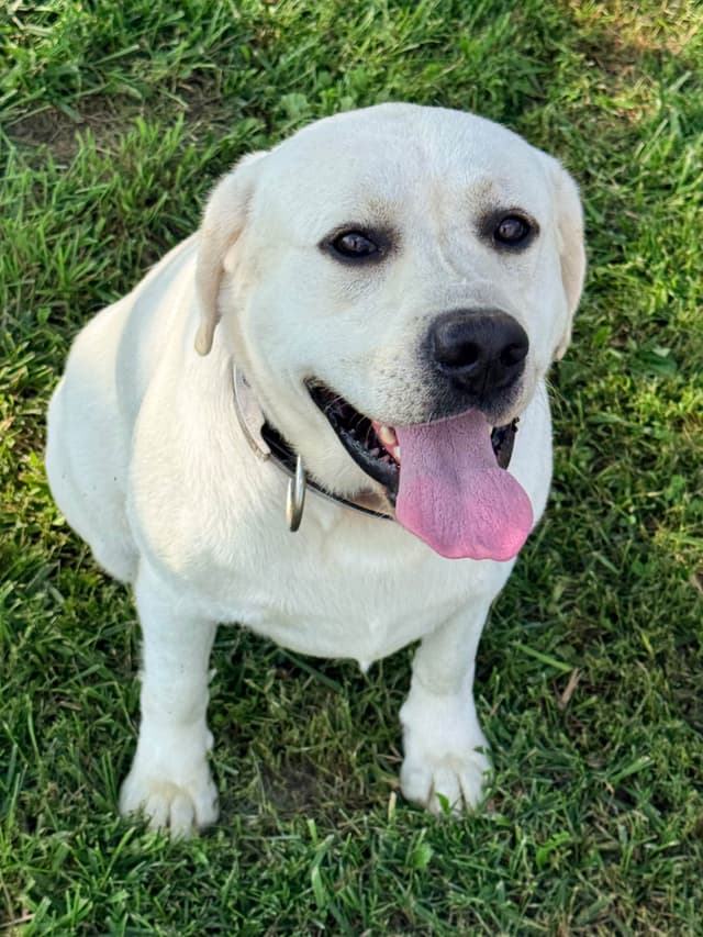 AKC English Labrador Retriever Puppies media 11