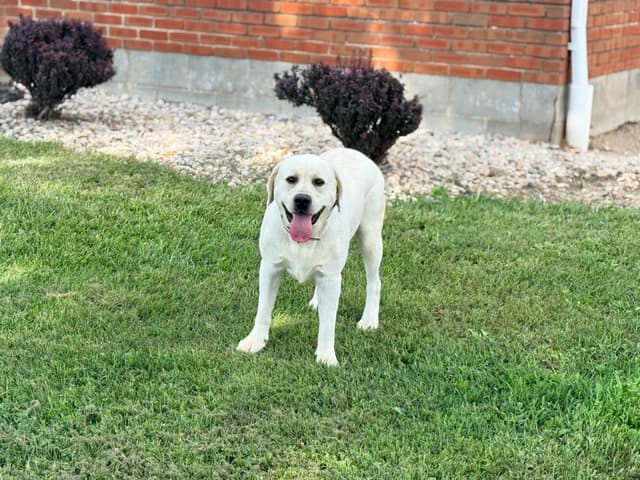 AKC English Labrador Retriever Puppies media 12