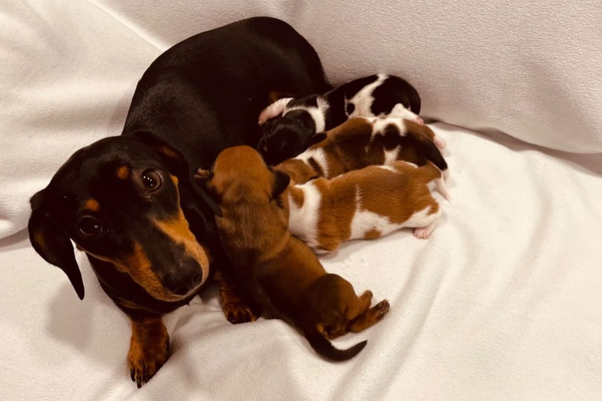 Mini -Dachshund Puppies breeder image 1