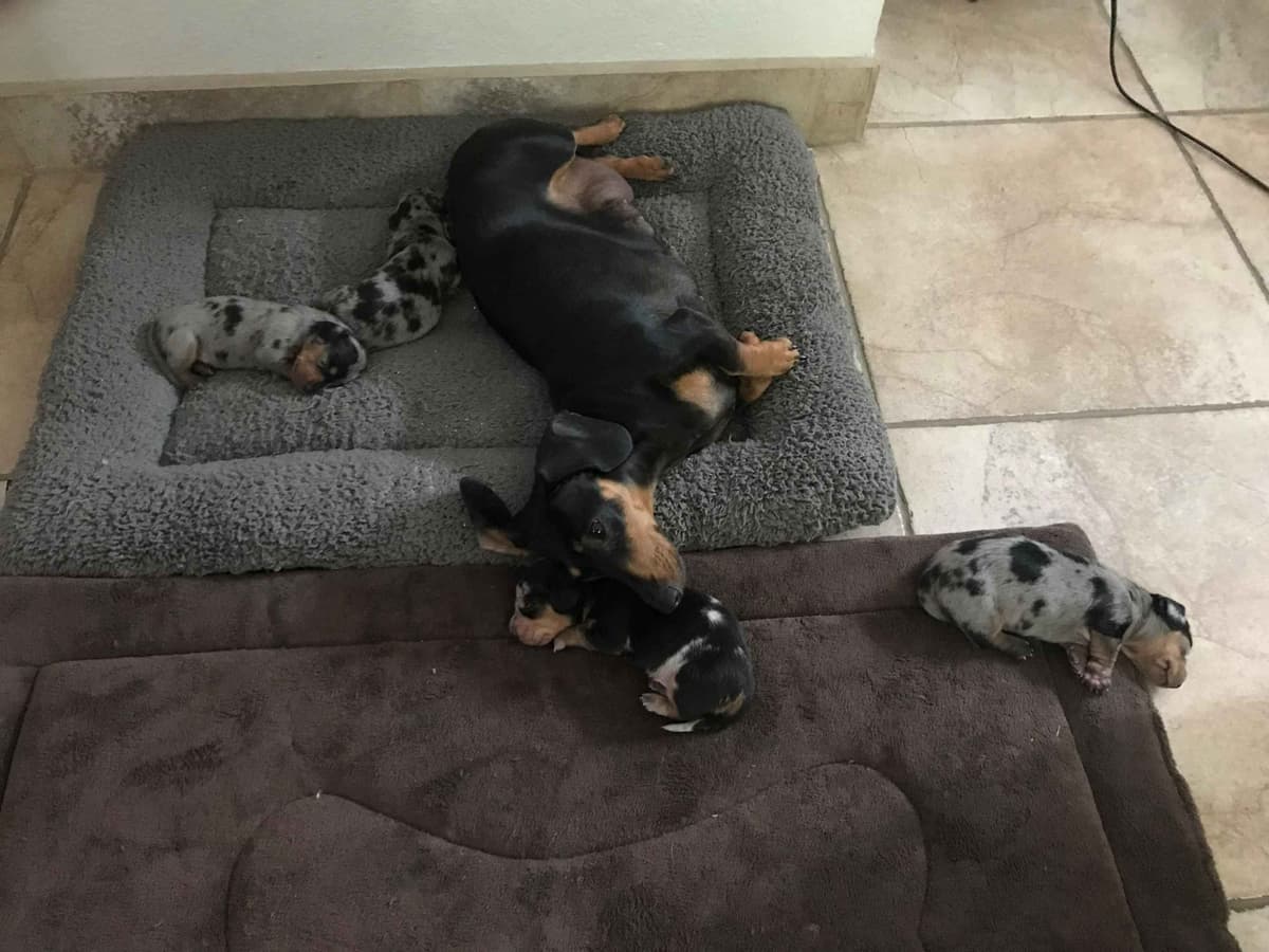 Mini -Dachshund Puppies breeder image 7