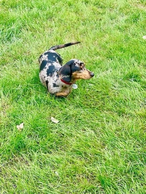 Mini -Dachshund Puppies breeder image 2