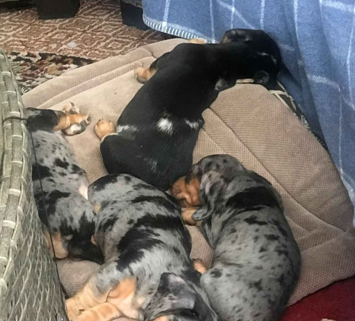 Mini -Dachshund Puppies breeder image 8
