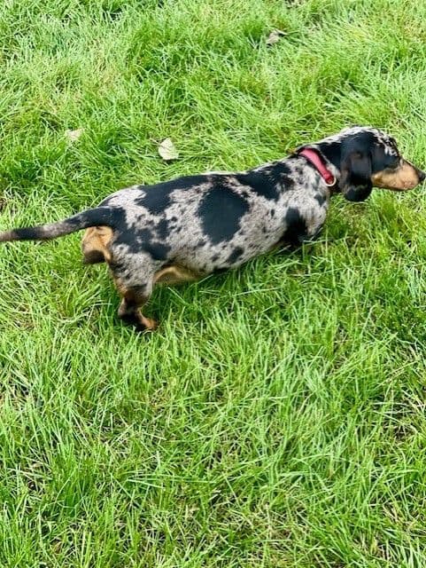 Mini -Dachshund Puppies breeder image 4