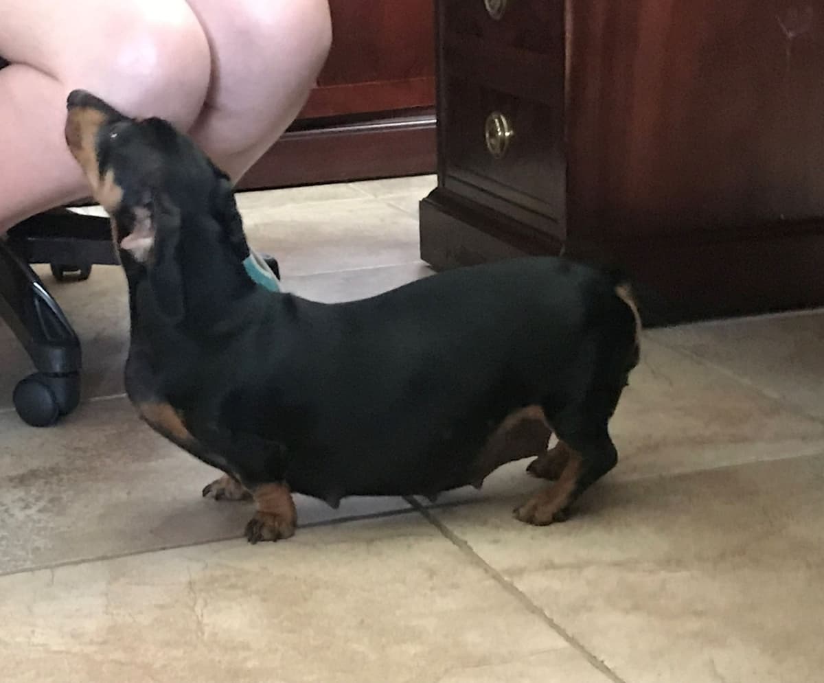 Mini -Dachshund Puppies breeder image 5