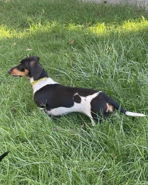 Mini -Dachshund Puppies breeder image 3