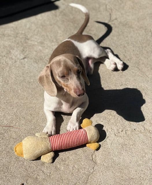 Mini -Dachshund Puppies breeder image 9