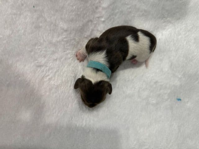 Mini -Dachshund Puppies media 2