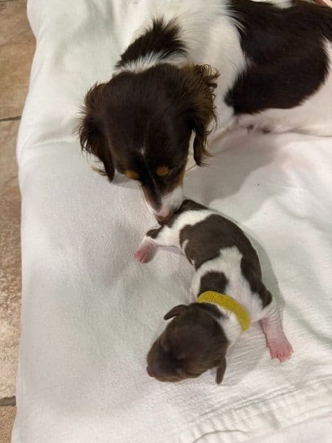 Mini -Dachshund Puppies media 3