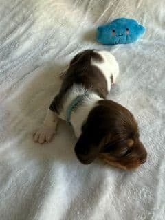 Mini -Dachshund Puppies media 5