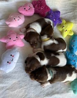 Mini -Dachshund Puppies media 6
