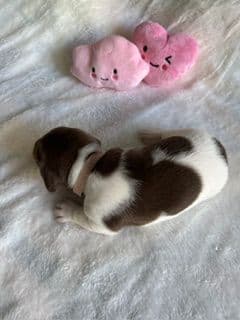 Mini -Dachshund Puppies media 7
