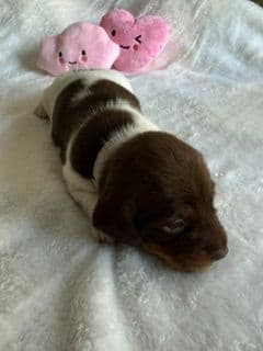 Mini -Dachshund Puppies media 8