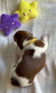 Mini -Dachshund Puppies media 9
