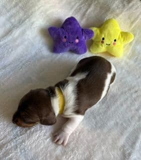 Mini -Dachshund Puppies media 10