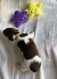 Mini -Dachshund Puppies media 11