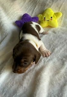 Mini -Dachshund Puppies media 12