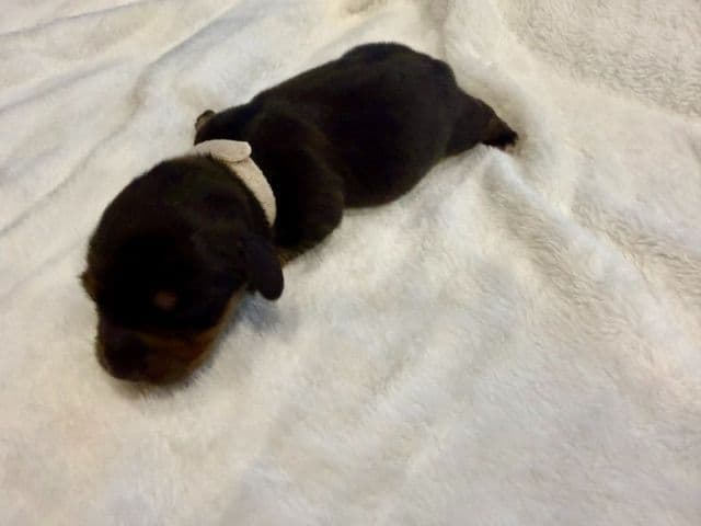 Dachshund Puppies-MINI media 2
