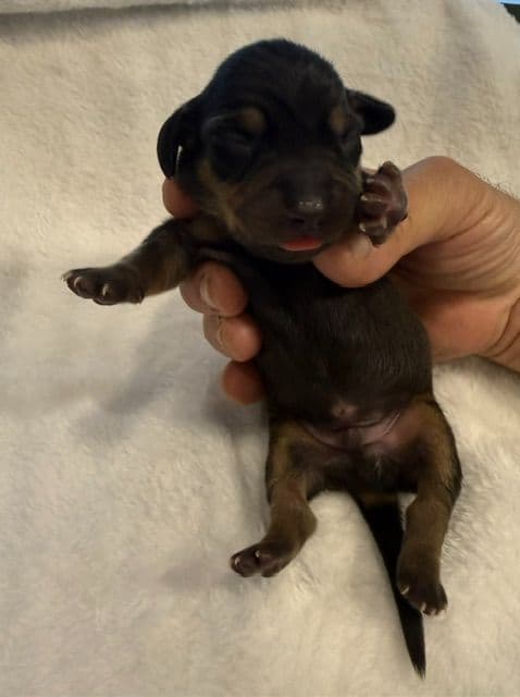 Dachshund Puppies-MINI media 8
