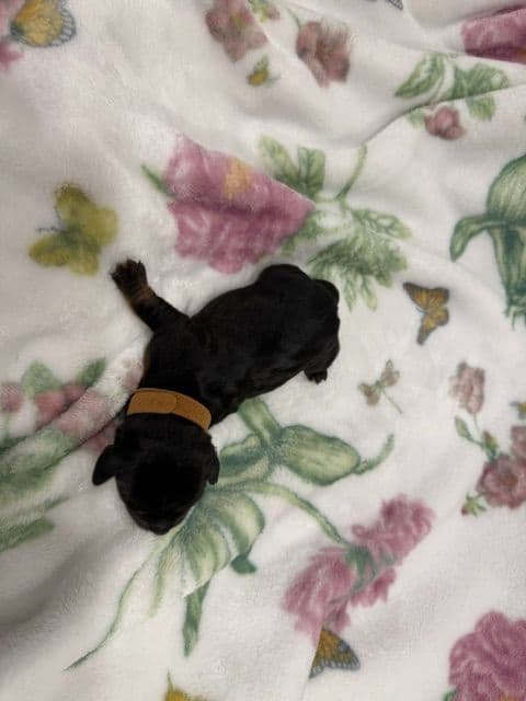 Dachshund Puppies-MINI media 7