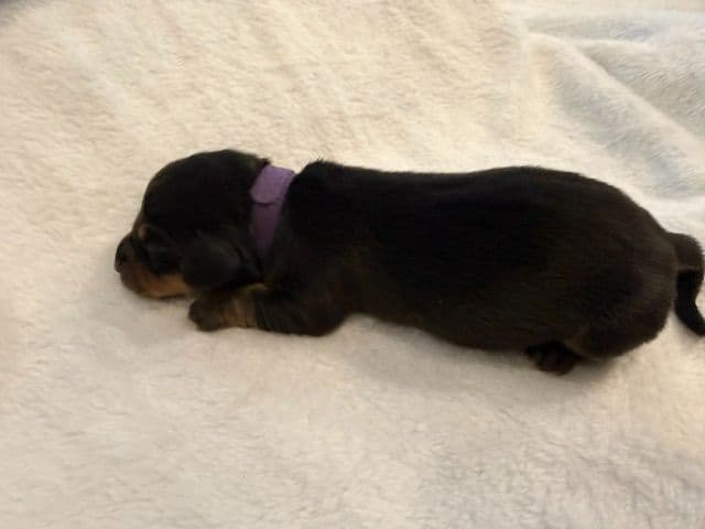 Dachshund Puppies-MINI media 4