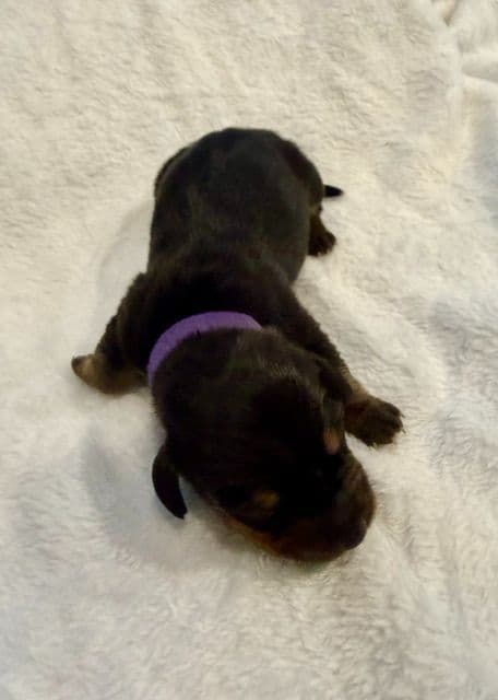 Dachshund Puppies-MINI media 3