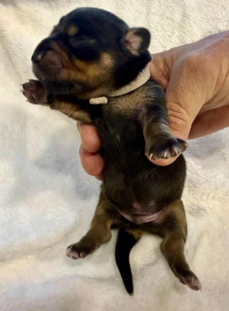 Dachshund Puppies-MINI media 5