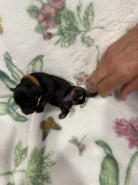 Dachshund Puppies-MINI media 6