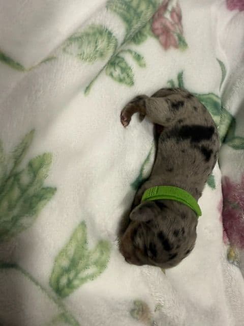 Dachshund Puppies-MINI media 9