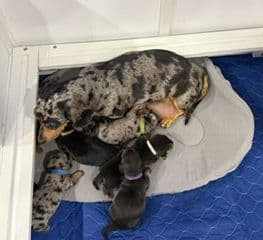 Dachshund Puppies-MINI media 10