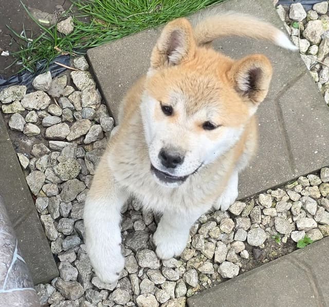 Akita Puppies media 3