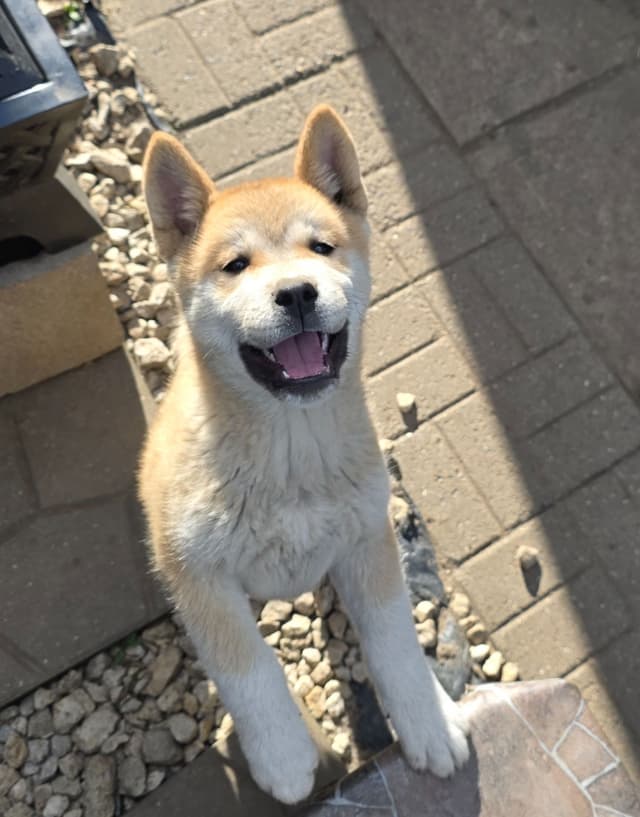 Akita Puppies media 2