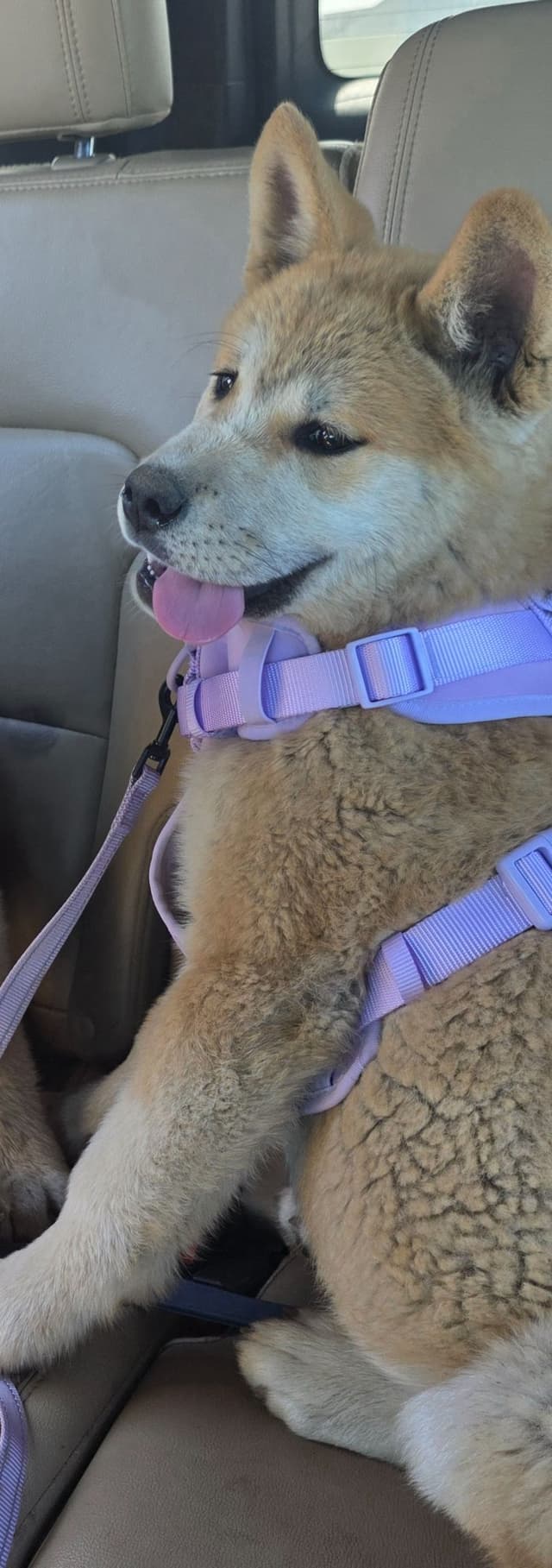 Akita Puppies media 4