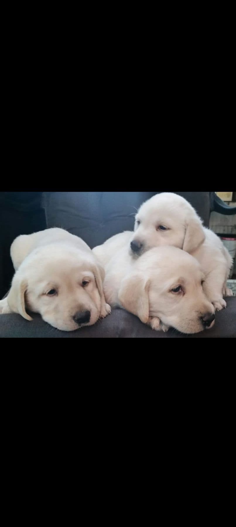 Labrador Retriever Puppies breeder image 2