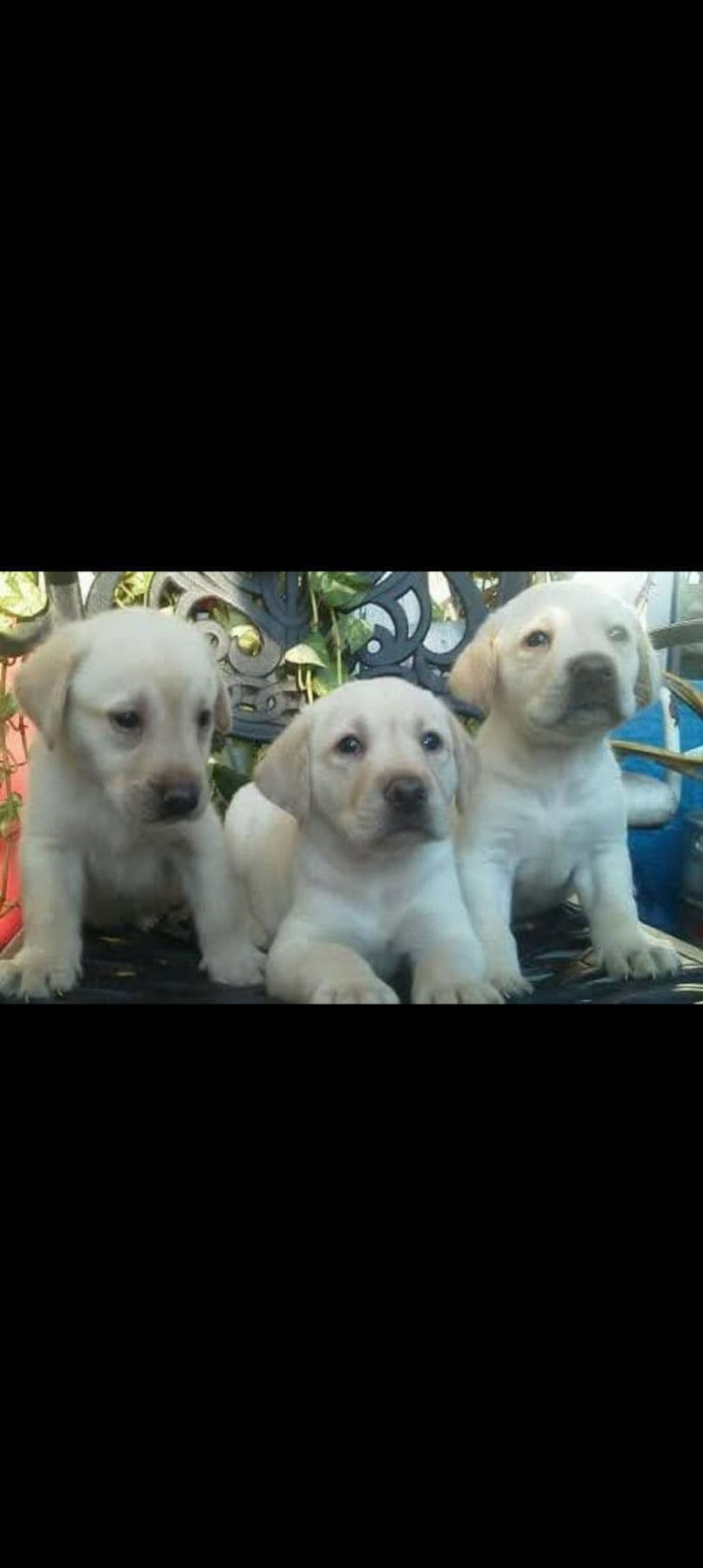 Labrador Retriever Puppies breeder image 3