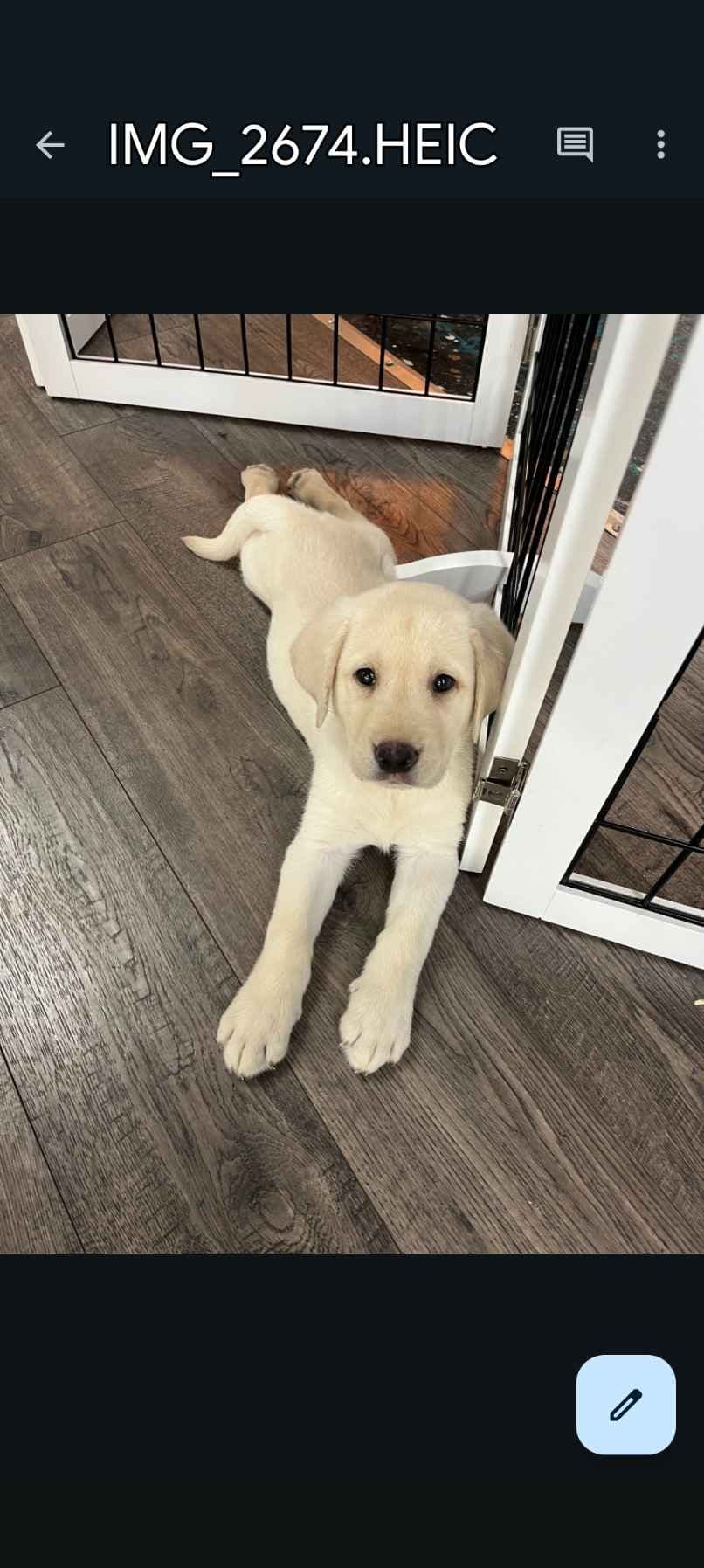 Labrador Retriever Puppies breeder image 5
