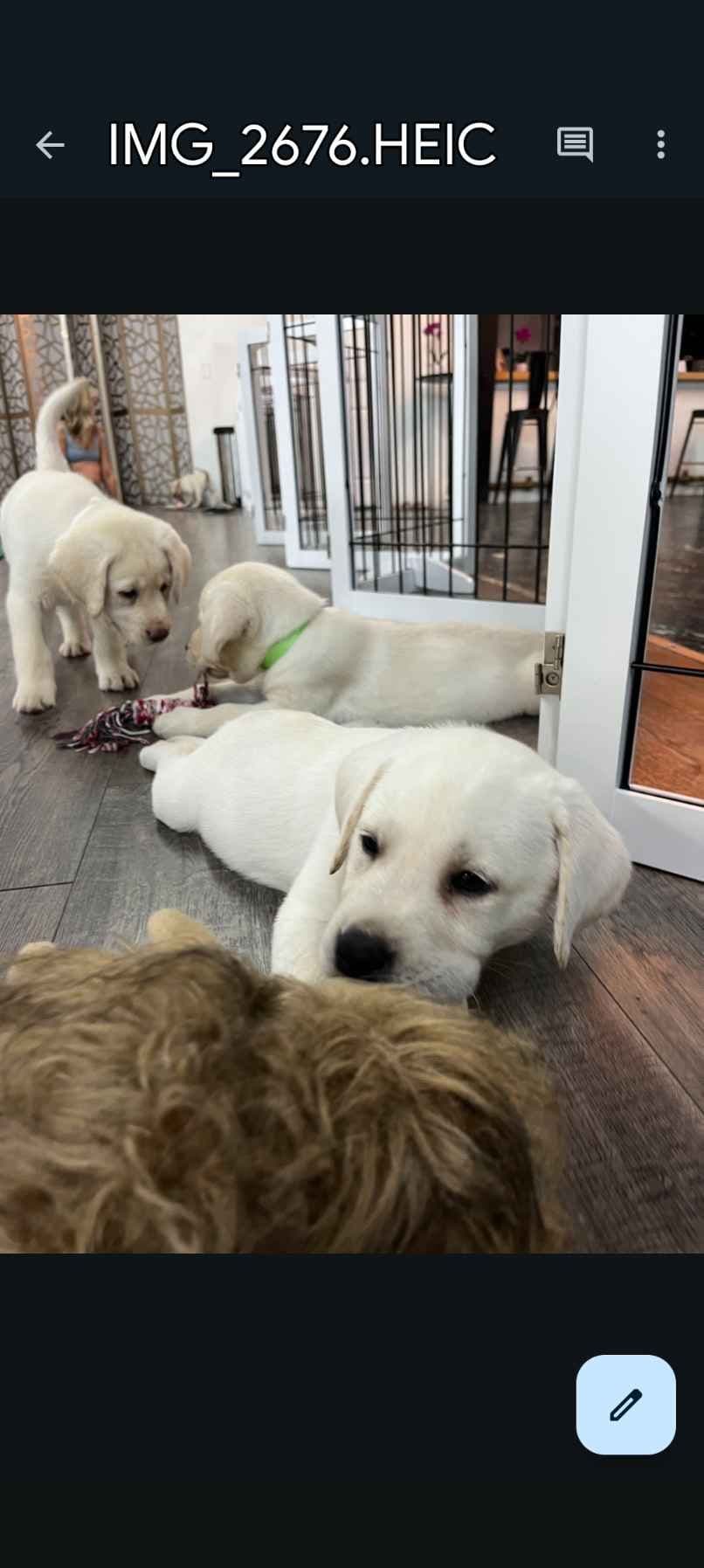 Labrador Retriever Puppies breeder image 6