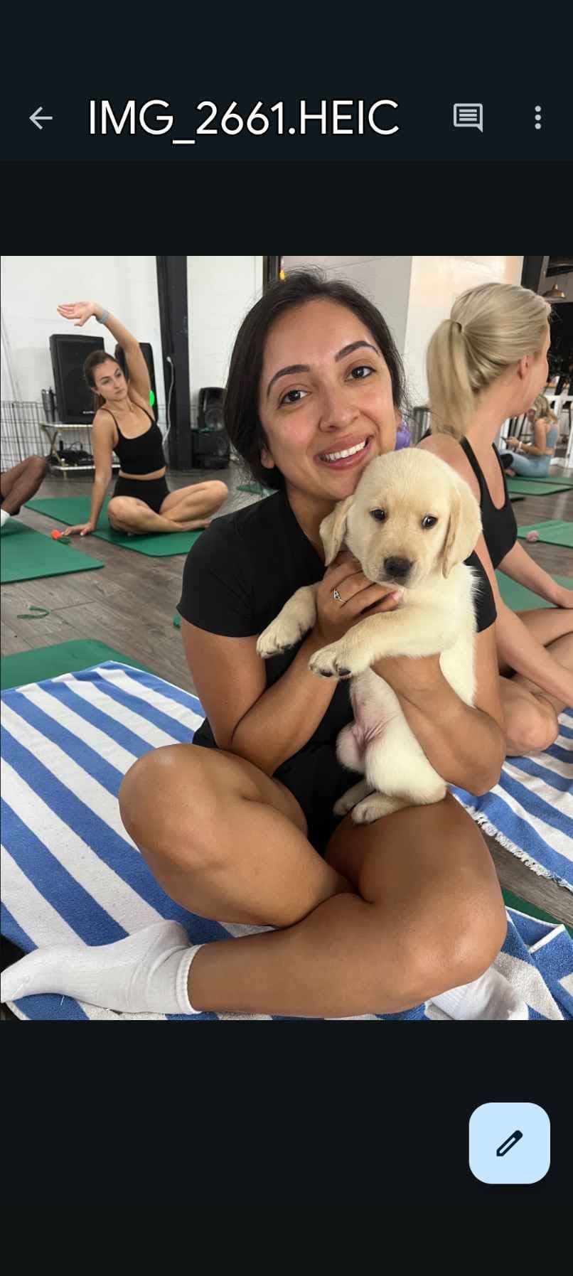 Labrador Retriever Puppies breeder image 7