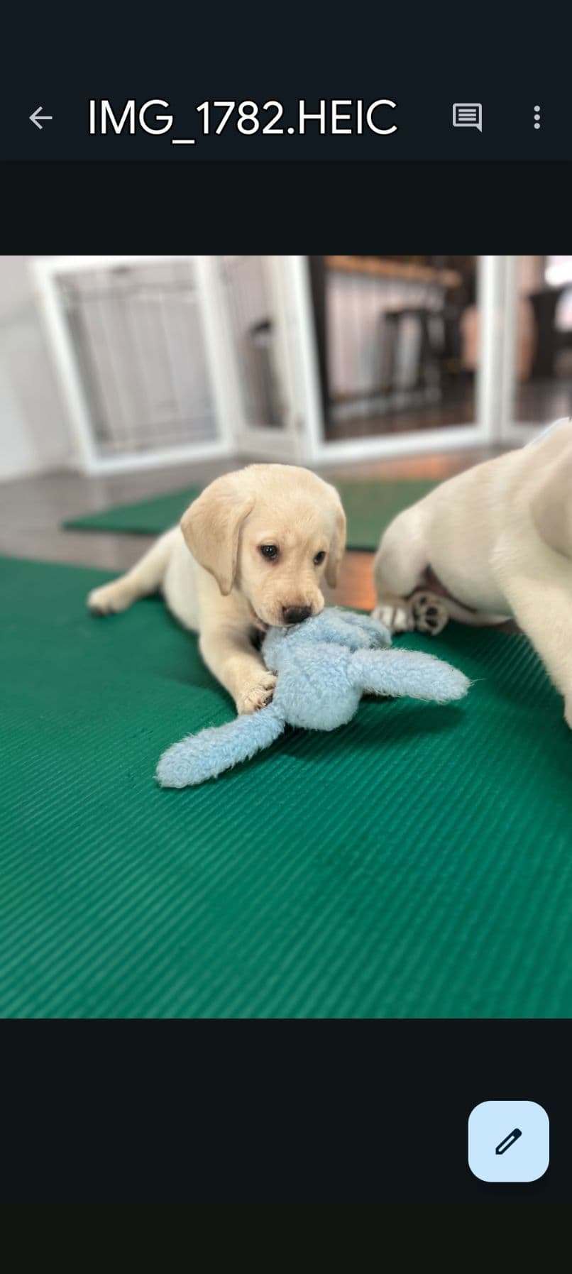 Labrador Retriever Puppies breeder image 8