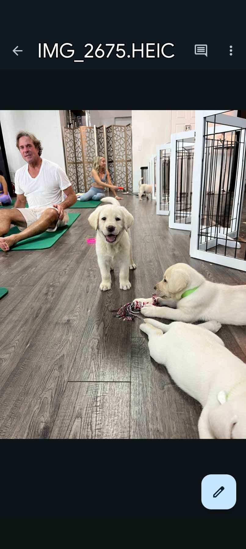 Labrador Retriever Puppies breeder image 10